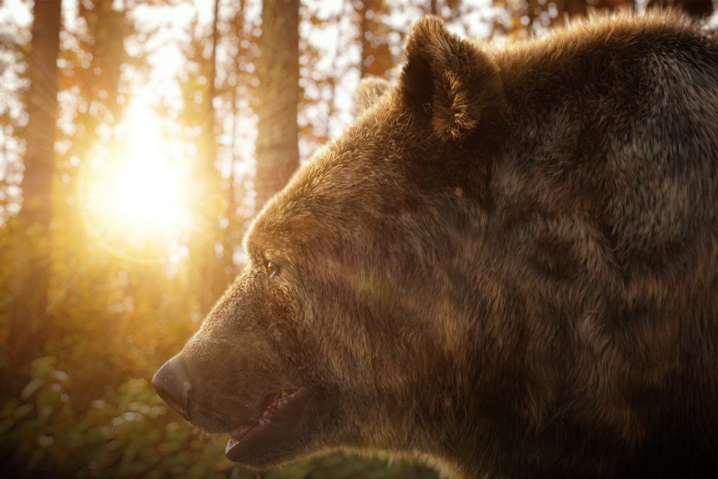 cgi animal side profile of a brown bear in forest